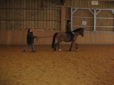 Langzügelarbeit in der Halle mit Reiter auf Pferd