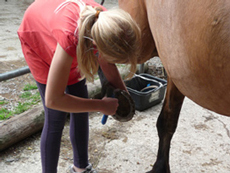 Kind kratzt Hufe von Pferd aus