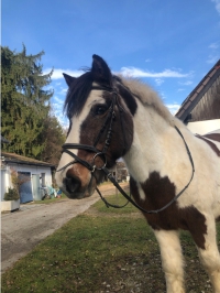 Eddi steht in seinem Auslauf vor dem Haus