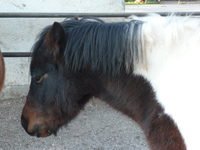 Ringo in Stall