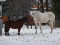 Pferde spielen auf der Weide